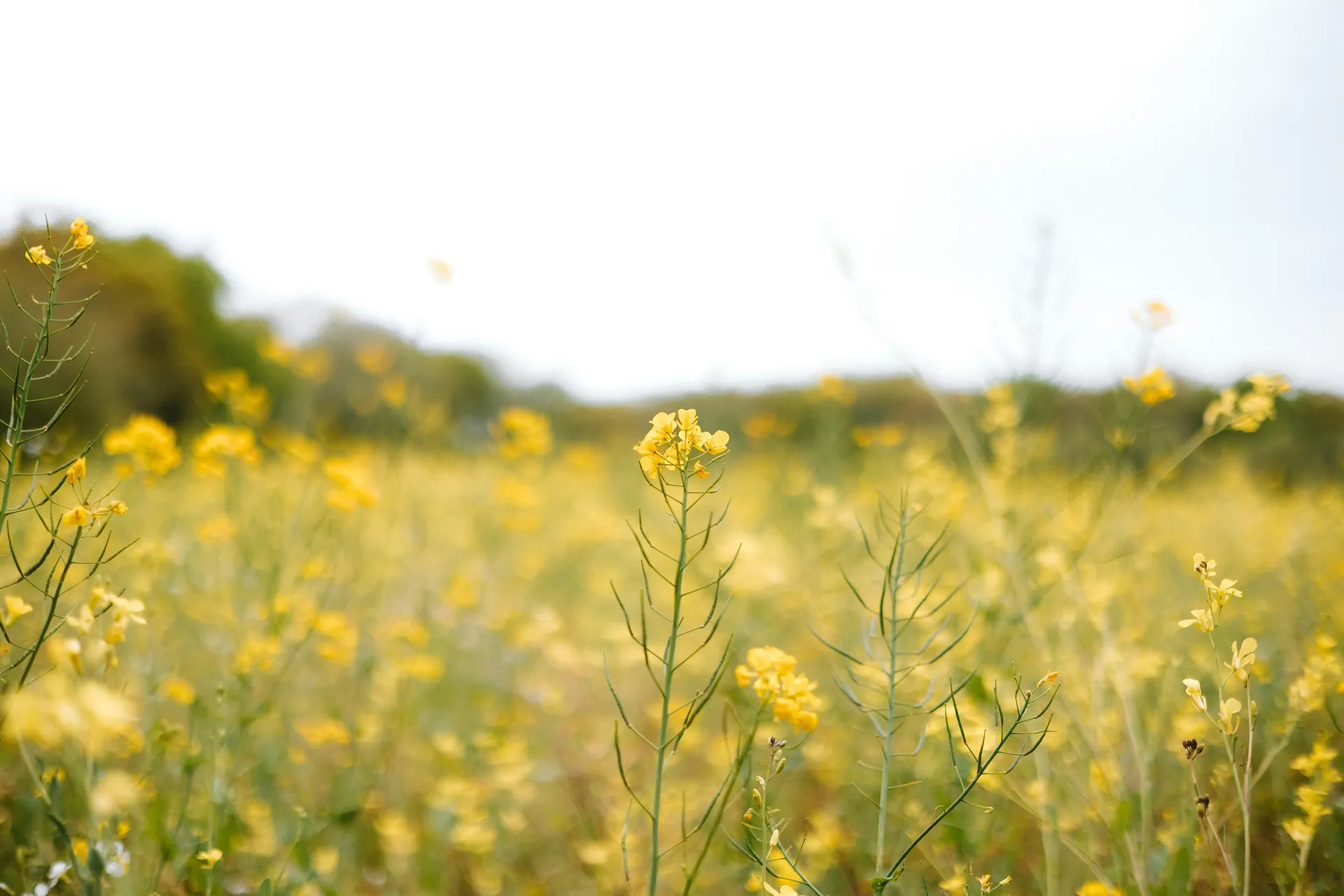 flowers flowers